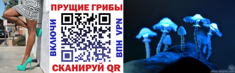 цена Каргат OMG tor Псилоцибиновые грибы Psilocybine cubensis